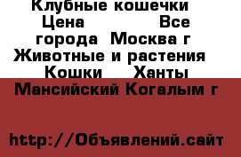 Клубные кошечки › Цена ­ 10 000 - Все города, Москва г. Животные и растения » Кошки   . Ханты-Мансийский,Когалым г.